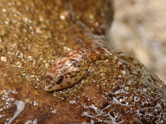 Diplocrepis puniceus