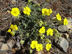 Helianthemum
