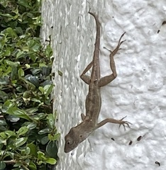 Anolis hispaniolae
