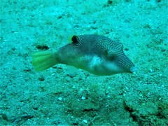 Canthigaster compressa