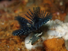 Spirobranchus cariniferus