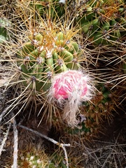 Trichocereus candicans