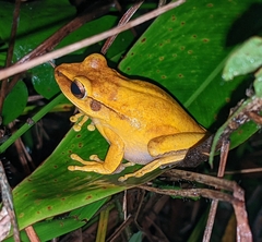 Boana multifasciata