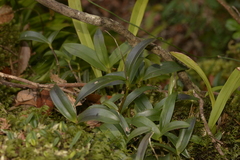 Dendrobium kingianum
