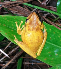 Boana multifasciata