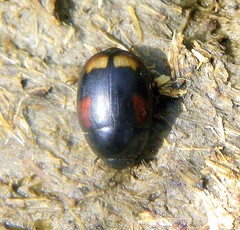 Sphaeridium scarabaeoides