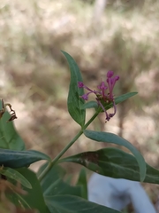 Centranthus ruber