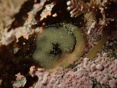 Siphonaria australis