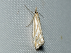 Hednota pleniferellus