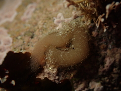 Siphonaria australis