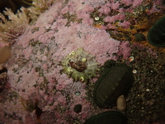 Siphonaria australis