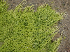 Ulva