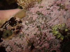 Siphonaria australis