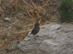 Agriornis montanus