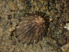 Cellana strigilis