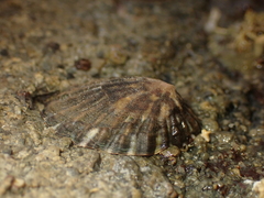 Cellana strigilis