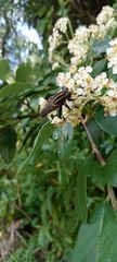 Orthoprosopa bilineata
