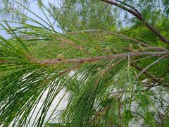 Casuarina collina