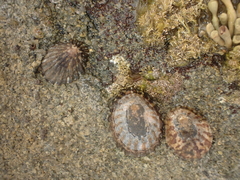 Cellana strigilis