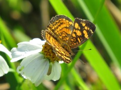 Anthanassa frisia