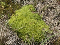 Scleranthus biflorus