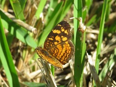 Anthanassa frisia