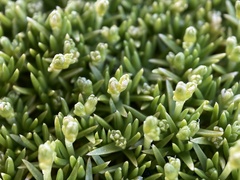 Scleranthus biflorus