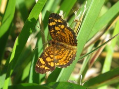 Anthanassa frisia