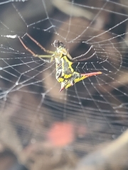 Micrathena