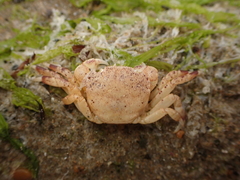 Hemigrapsus crenulatus