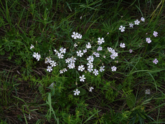 Silene linnaeana