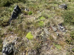 Scleranthus biflorus