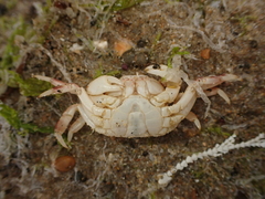 Hemigrapsus crenulatus