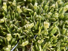 Scleranthus biflorus