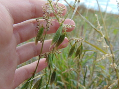Avena sativa