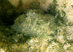 Dolabrifera ascifera