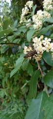 Orthoprosopa bilineata