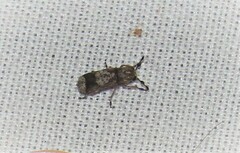 Ozotomerus japonicus