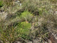 Scleranthus biflorus