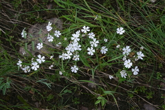 Silene linnaeana