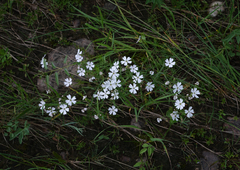 Silene linnaeana