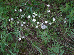 Silene linnaeana