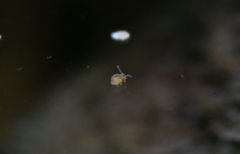 Sminthurides aquaticus