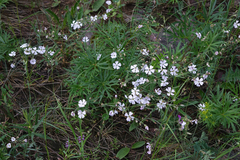 Silene linnaeana