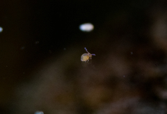 Sminthurides aquaticus