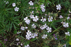 Silene linnaeana