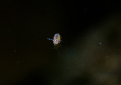 Sminthurides aquaticus