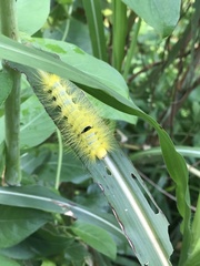 Calliteara horsfieldii