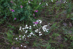 Silene linnaeana