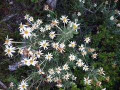 Chiliotrichum diffusum